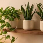 best beginner houseplants: low maintenance indoor plants on a styled shelf
