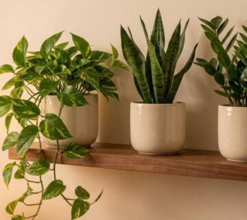 best beginner houseplants: low maintenance indoor plants on a styled shelf
